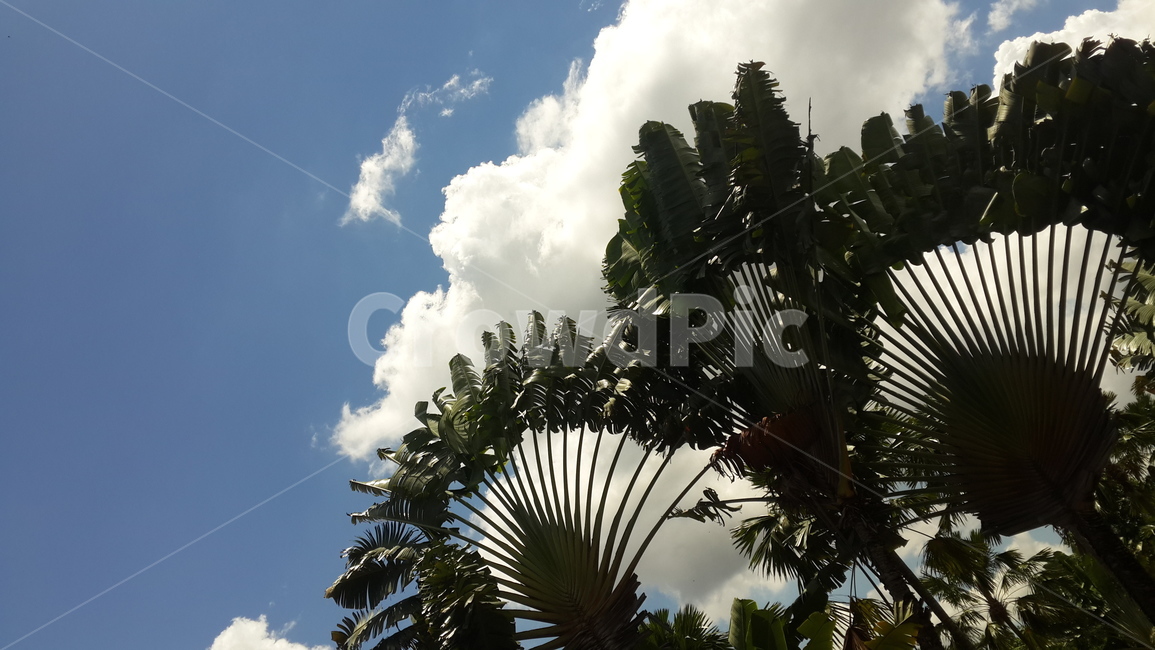 하늘,파란하늘,푸른하늘,나무,sky,blue,bluesky,clearsky,식물,자연,plants,nature,나무,trees,wood