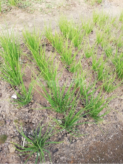 grass,잔디,plant,식물,ground,바닥,식물,자연,plants,nature