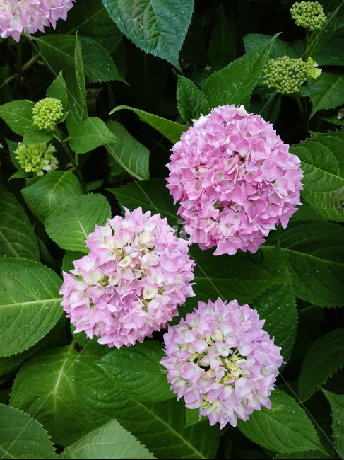 수국,자양화,간판수국,아탑수구,나무,꽃,마른꽃,식물