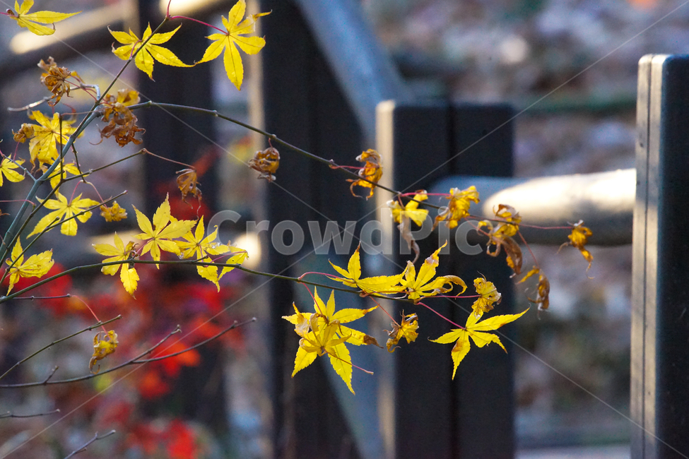 가을,단풍,계절,나무,자연,식물,가을,계절,fall,autumn,season,식물,자연,plants,nature,leaf,잎,plant,tree