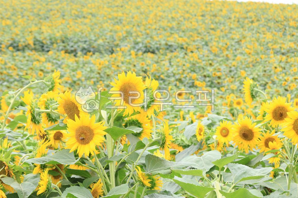 안성팜랜드,안성,팜랜드,풍경,자연,해바라기,식물,꽃