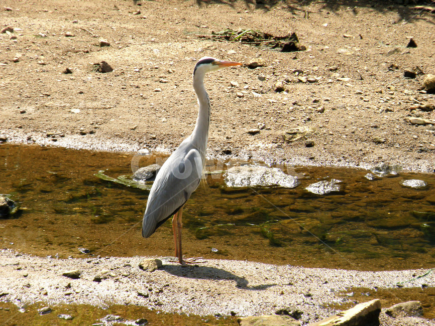 왜가리,조류,새,동물,부리,날개,불광천,동물,animal,조류,새,birds