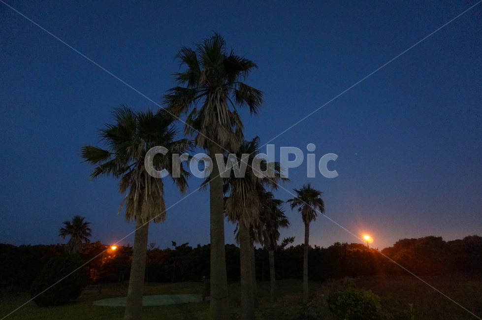 나무,밤하늘,야경,밤,어두움,야경,밤,풍경,nightscape,night,landscape,nature,자연,outdoors,옥외