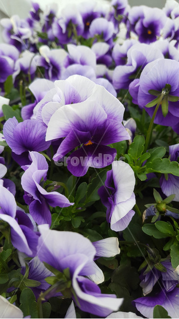 꽃,flower,야생화,생화,근접