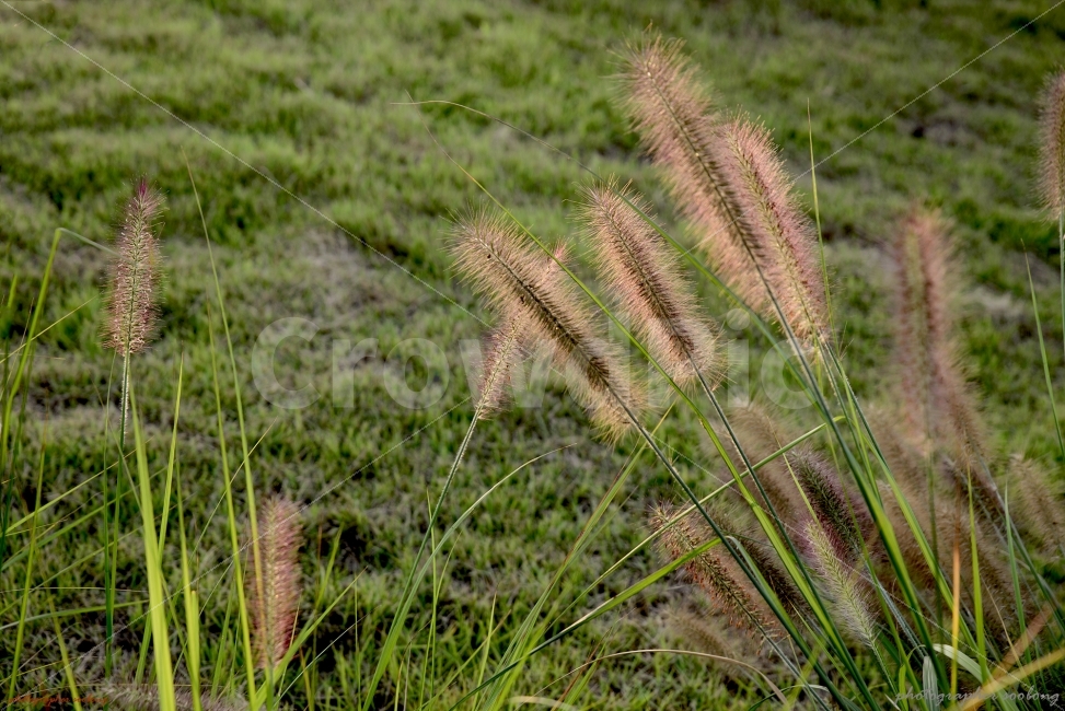 수크렁,청라,호수공원,꽃,노을빛,식물,자연,plants,nature