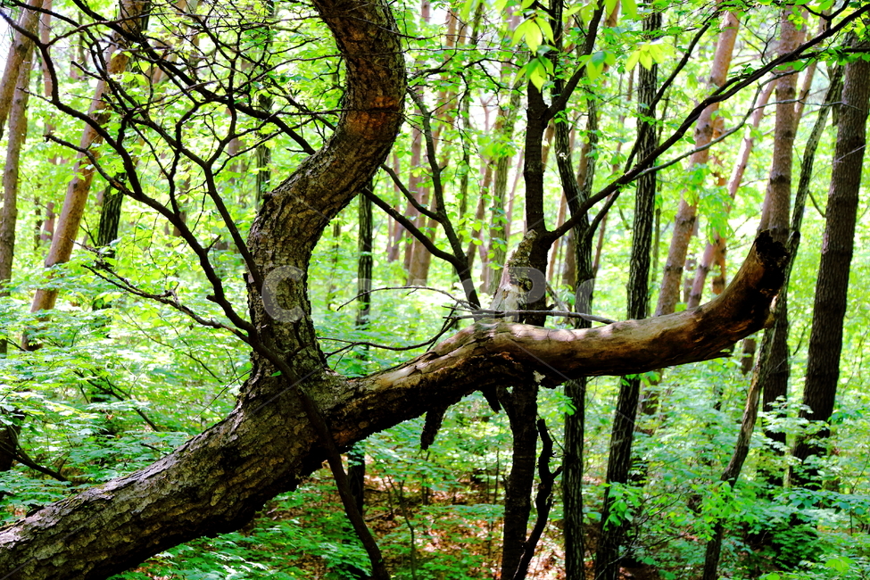 산,울창함,나무,초록색,산속,피톤치드,숲,자연,풍경,nature,landscape,tree,plant,식물,tree trunk,나무 줄기