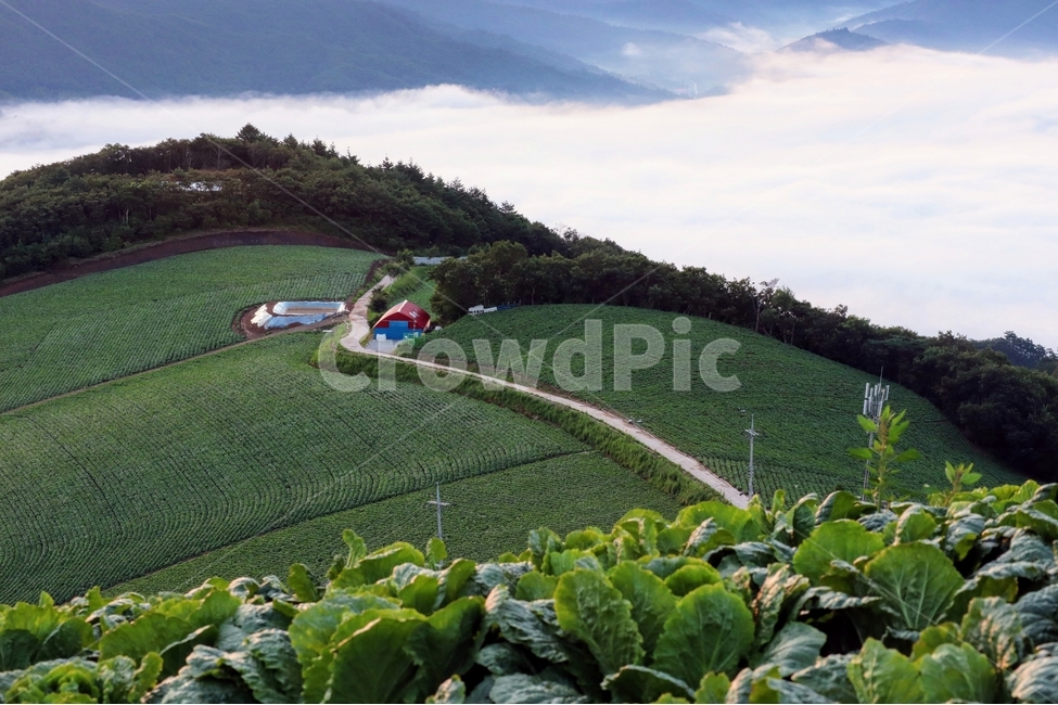 구름,산,길,배추밭,고루포기산,자연,풍경,nature,landscape,시골,마을,country,rural,town,field,들,outdoors,옥외