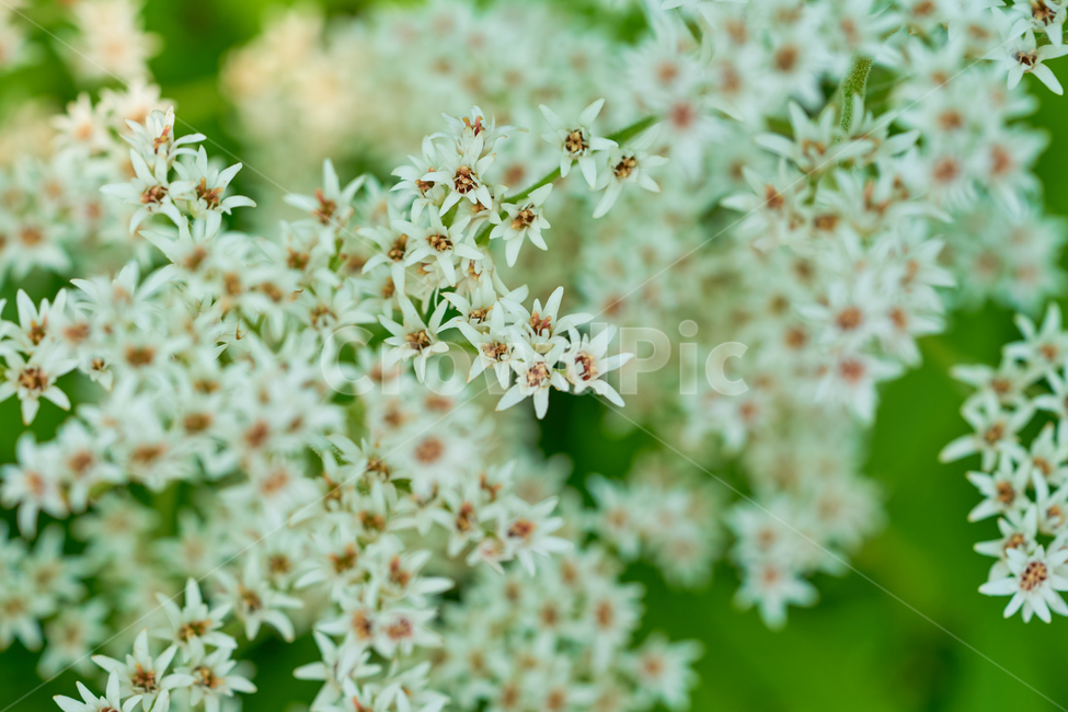 꽃,돌단풍꽃,접사,하얀색꽃,하얀꽃,봄,spring,flower,macro,화단,stoneyflower,단풍꽃,식물,자연,plants,nature,꽃,flower