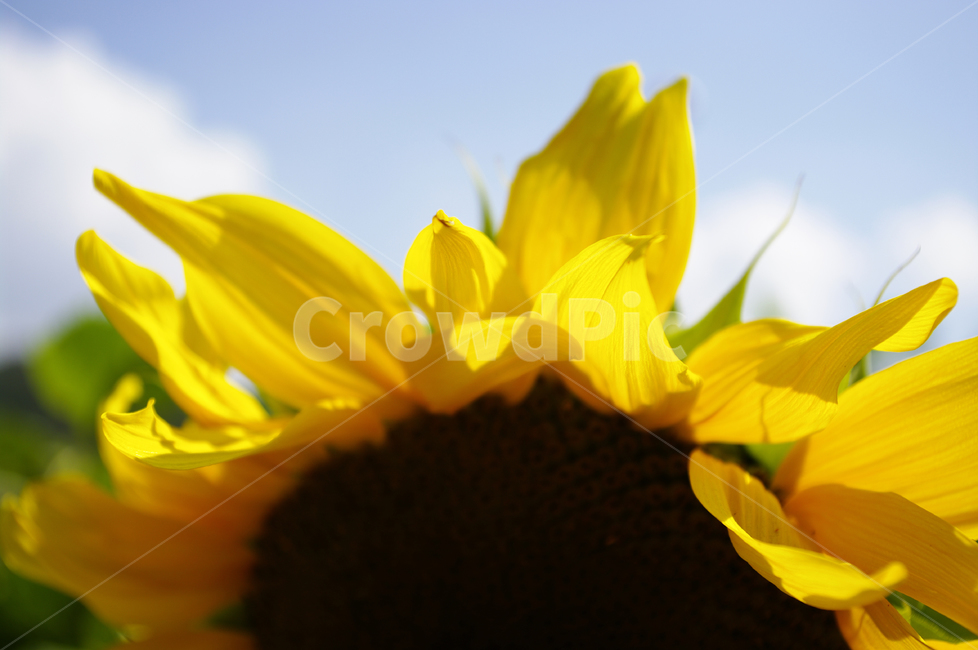 해바라기,꽃,식물,flower,plant