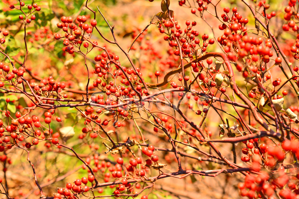 찔레열매,가을배경,가을열매,빨강색열매,가을분위기,autumn,가을느낌,배경,바탕,백그라운드,background,분위기,leaf,잎,plant,식물,tree,나무,가을,계절,fall,autumn,season,과일,열매,fruit