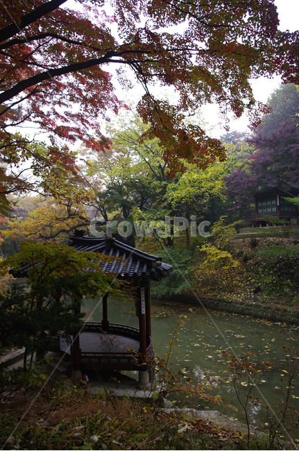 창덕궁,창덕궁후원,승재정,관람정,고궁,건축,전통건축,traditional,전통,기와지붕,가을,fall,나무,식물,plant,단풍,잎,낙엽,가을,계절,fall,autumn,season,한국전통,한국문화,korean traditional,korean culture,랜드마크,landmark,tourist attraction,한국랜드마크,한국관광지,한국명소,korea landmark,korea tourist attraction,outdoors,옥외