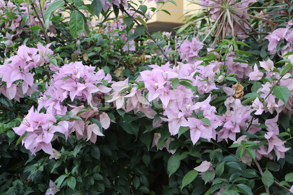 꽃,해외꽃,외래종꽃,식물,blossom,plant,flower