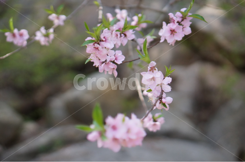 복사꽃,핑크,봄,산,낮,빛,봄,계절,spring,season,식물,자연,plants,nature,꽃,flower,plant,blossom