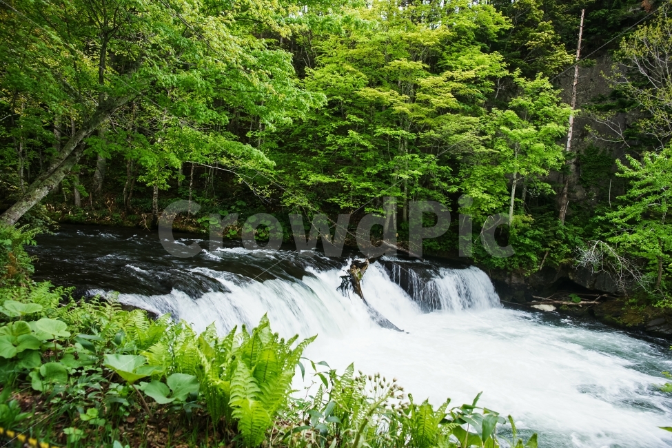 해외,일본,홋카이도,폭포,연어,숲,물,나무,고사리,자연,풍경,nature,landscape,여름,계절,summer,season,해외,외국,세계,foreign,oversea,world,river,강,water,outdoors,옥외,waterfall