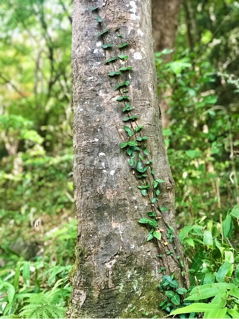 나무,moss,자연,덩쿨,이끼,더부살이,green,식물,자연,plants,nature,나무,trees,wood