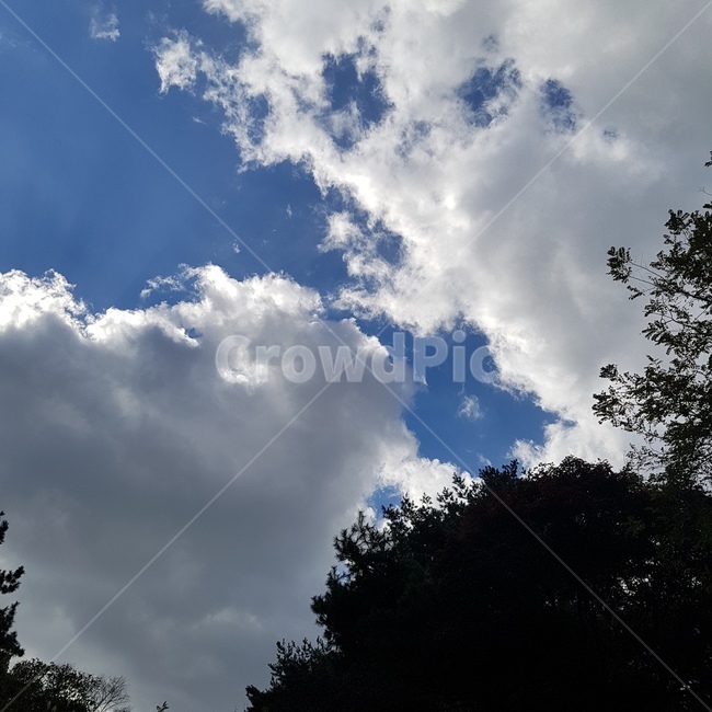 하늘,나무,구름,파랑,파란색,풍경,감성,자연,계절,nature,식물,감성사진,맑은하늘