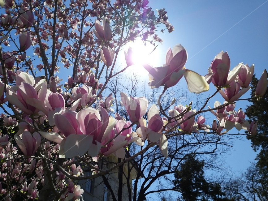해,sun,햇빛,light,빛
