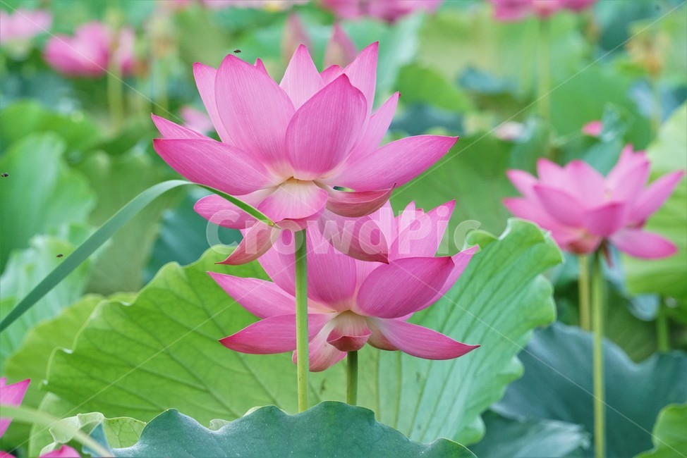 연꽃,수초,식물,lotus,땅속줄기,담수초,수중식물,수련과,련꽃