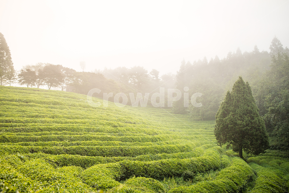 morning in green tea field,Boseong Tea Garden,morning tea garden,Boseong Green Tea Field,green tea field,green tea,Morning of Tea Garden,Sunrise,Boseong Green Tea,Its foggy,Fog