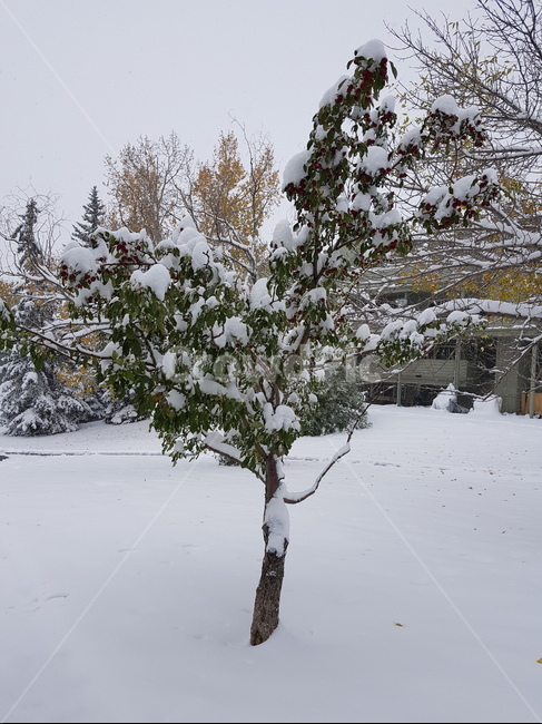 캘거리,첫눈,눈,풍경,경치,snow,겨울,계절,winter,season