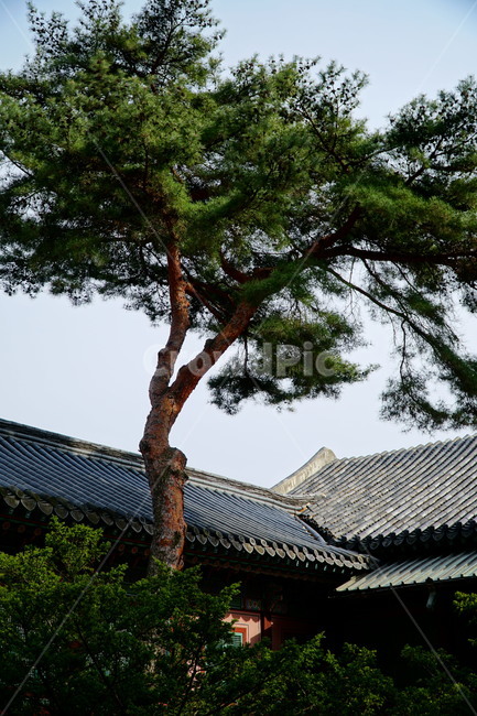 창덕궁,한국,korea,대한민국,서울,seoul,고궁,궁전,궁궐,조선,조선시대,조선왕조,왕궁,한옥,한국적인,한국문화,문화,한국전통,전통,문화재,전통문화,지붕,처마,담청,풍경,landscape,자연,nature,봄,봄꽃,spring,4월,april,기와,왕실,palace,changdeokgung,한국자연,한국풍경,tree,나무,하늘,sky,역사,히스토리,history,한국전통,한국문화,korean traditional,korean culture,식물,자연,plants,nature,나무,trees,wood,건축물,건물외관,exterior,building,structure,architecture,construction