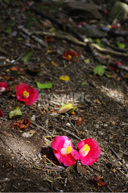 낙화,꽃잎,동백꽃,꽃,flower,계절,봄,spring,꽃,flower