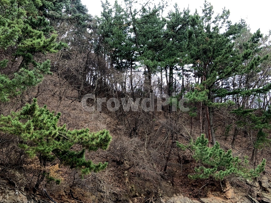 식물,plant,나무,tree,숲