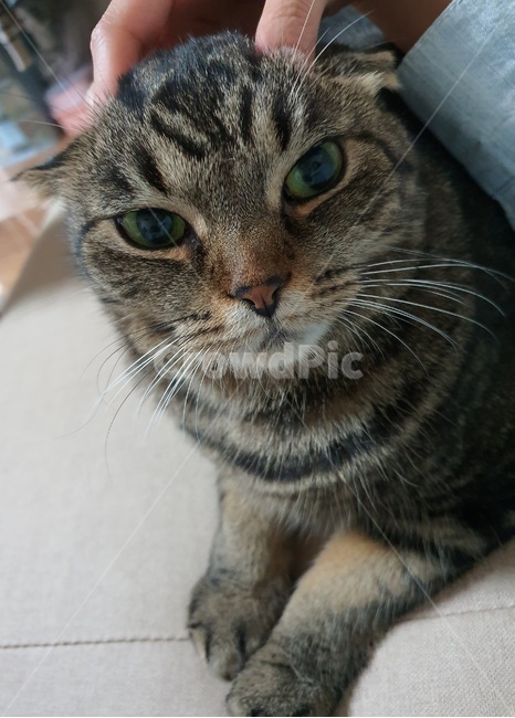 고양이,동물,mammal,포유류,animal,pet,cat,cute,스코티쉬폴드,접힌귀,무늬,고등어무늬,동물,animal,포유류,mammal,고양이,cat,kitten,kitty