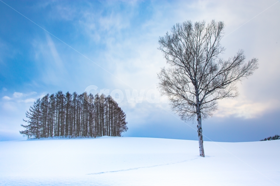 부채나무,자연,풍경,겨울,눈,겨울왕국,폭설,홋카이도,겨울,계절,winter,season,자연,풍경,nature,landscape,식물,plants,나무,trees,wood,tree,plant,outdoors,옥외