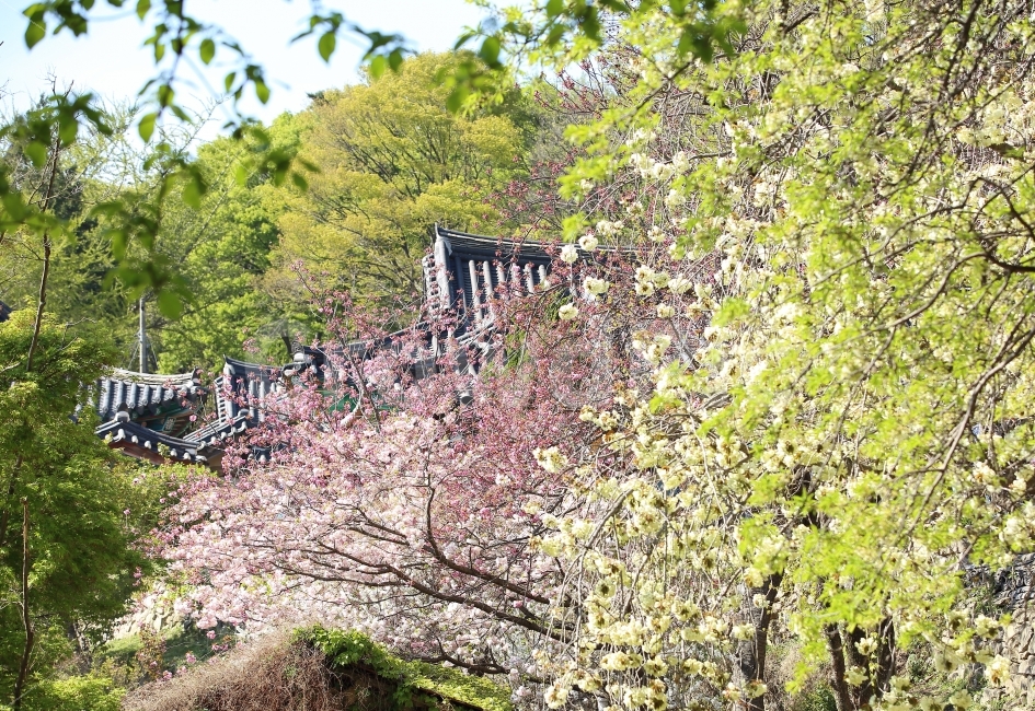 풍경,이미지,봄,사찰,꽃,색감,한국전통,한국문화,korean traditional,korean culture,자연,풍경,nature,landscape,봄,계절,spring,season,plant,식물,outdoors,옥외
