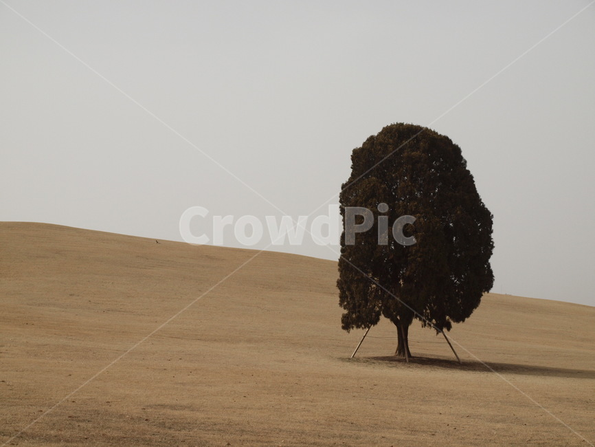 올림픽공원,왕따나무,나무,하늘,tree,plant,식물,가을,계절,fall,autumn,season,자연,풍경,nature,landscape