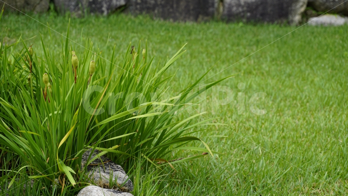 풀,난초,잔디,녹색,꽃망울,자연,경주,힐링,자연,풍경,nature,landscape,여름,계절,summer,season,vegetation,초목,plant,식물