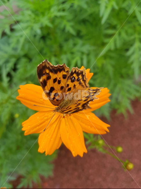 나비,네발나비,남방씨알붐나비,fourfootedbutterfly,butterfly,동물,animal,곤충,벌레,insect,bug