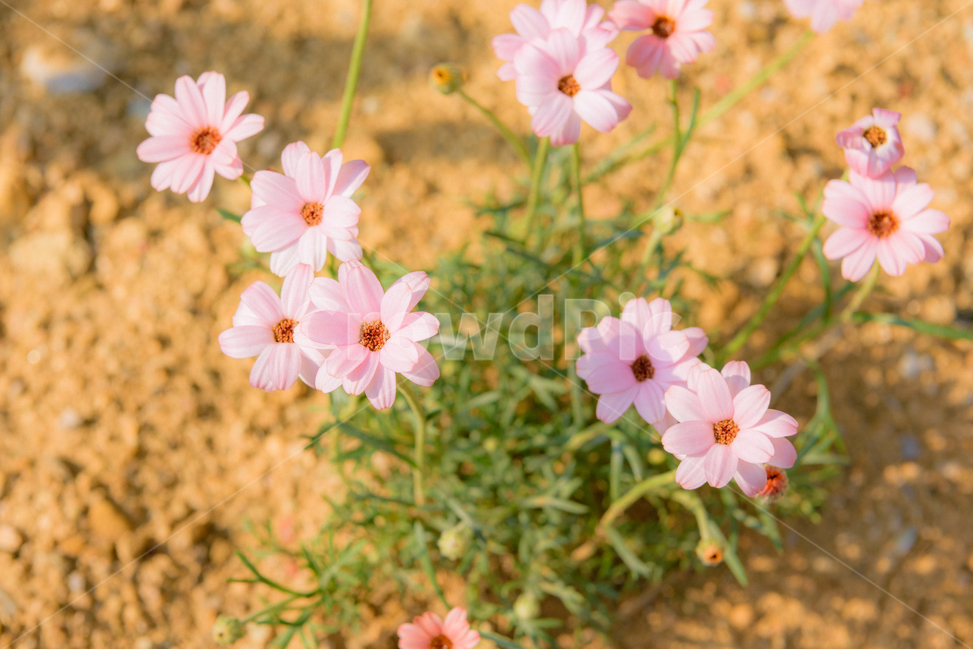식물,꽃,야생화,들꽃,자연,flower,정원,gardening,nature,식물,자연,plants,nature,꽃,flower,색깔,색상,색채,색감,color sense,color sensitivity,feeling of color