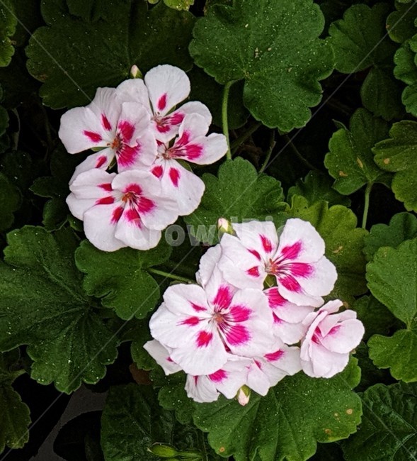 제라늄,아메리카나화이트스플래쉬,여름꽃,꽃,식물,식물,자연,plants,nature,꽃,flower