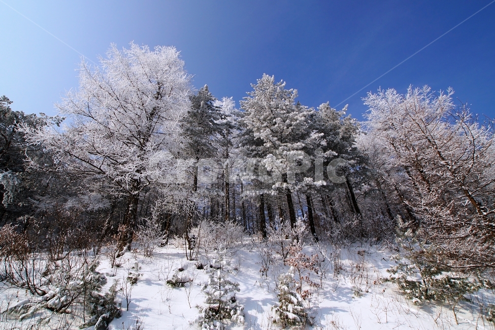 함백산,만항재,설경,풍경,겨울,겨울,계절,winter,season,자연,풍경,nature,landscape,tree,나무,plant,식물,fir,전나무