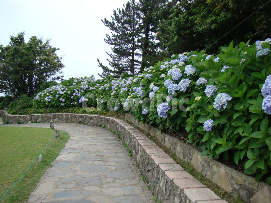자연,꽃,나무,식물,경관,자연,풍경,nature,landscape,flagstone,판석,arbour,정자,garden,정원,outdoors,옥외