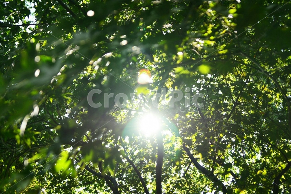 	가을,가을날씨,가을감성,햇빛,나무,tree,느낌,힐링,마음,여유,맑은,밝은,밝다,화사한,feel,풍경,풍경사진,녹색,보정,색감,자연,감성,감성사진,감성스냅,스냅사진,snap,photo,photograper,휴식,힐링,rest,relaxation,healing