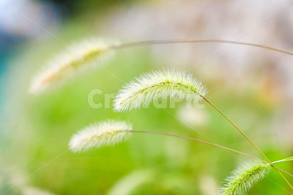 강아지풀,풀,잔디,식물,초록,야생화,들꽃,green,plants,nature,summer,wildgrass,식물,자연,plants,nature,휴식,힐링,rest,relaxation,healing
