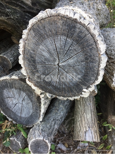 나무,나이테,식물,자연,tree,plants,nature,wood,나무,trees,wood