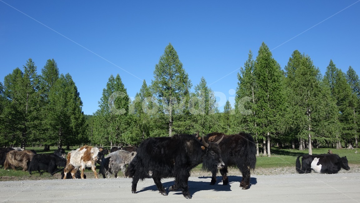 자연,nature,야크,동물,초원,grass,field,몽골,몽고,MONGOLIA