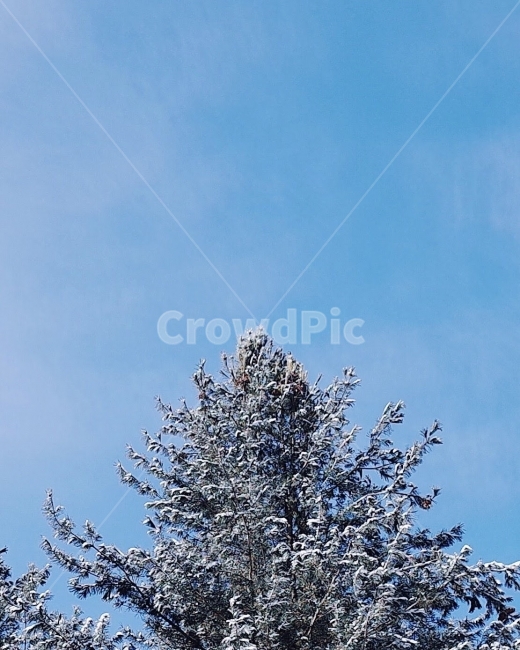 겨울,계절,나무,인제,눈,설경,winter,tree,자연,여행,감성사진,photo,겨울,계절,winter,season,자연,풍경,nature,landscape,식물,plants,나무,trees,wood,plant,fir,전나무