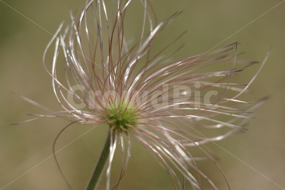 할미꽃,홀씨,플라워,4월,식물,자연,봄,spring,nature,flower,꽃사진,감성,감성사진,plants,번식,계절,season,풍경,landscape,식물,자연,plants,nature,꽃,flower