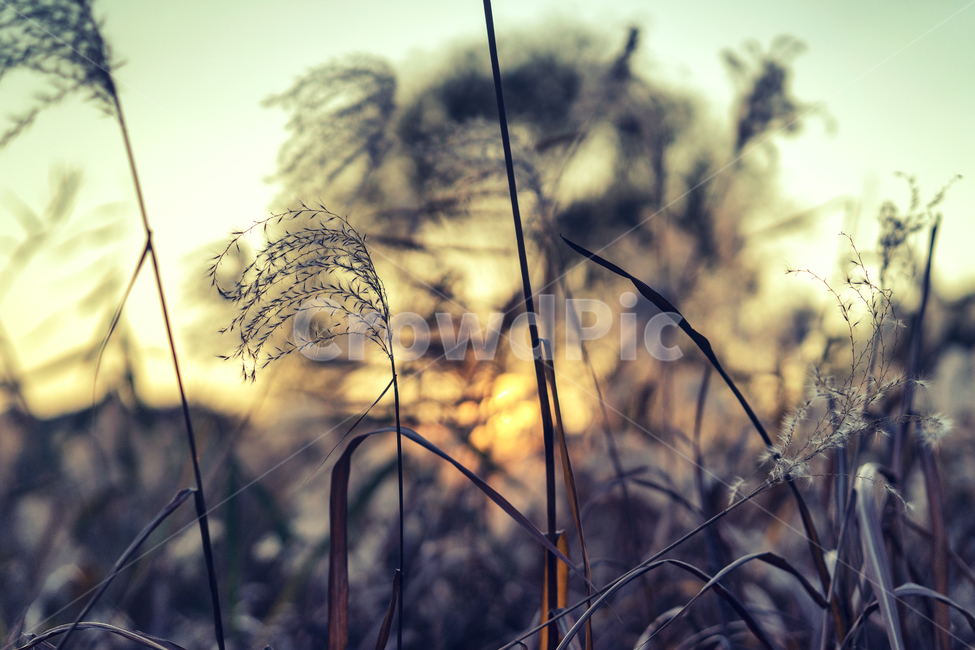 자연,풍경,가을,감성,낙엽,감성사진,나뭇잎,가을,계절,fall,autumn,season,식물,자연,plants,nature,감성,sensible,feeling,grass,잔디,plant,lawn,reed,갈대