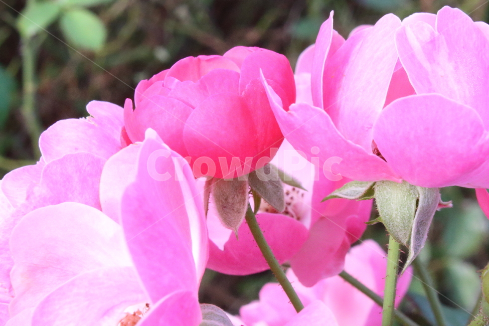 장미,꽃,식물,정원수,rose,식물,자연,plants,nature,꽃,flower