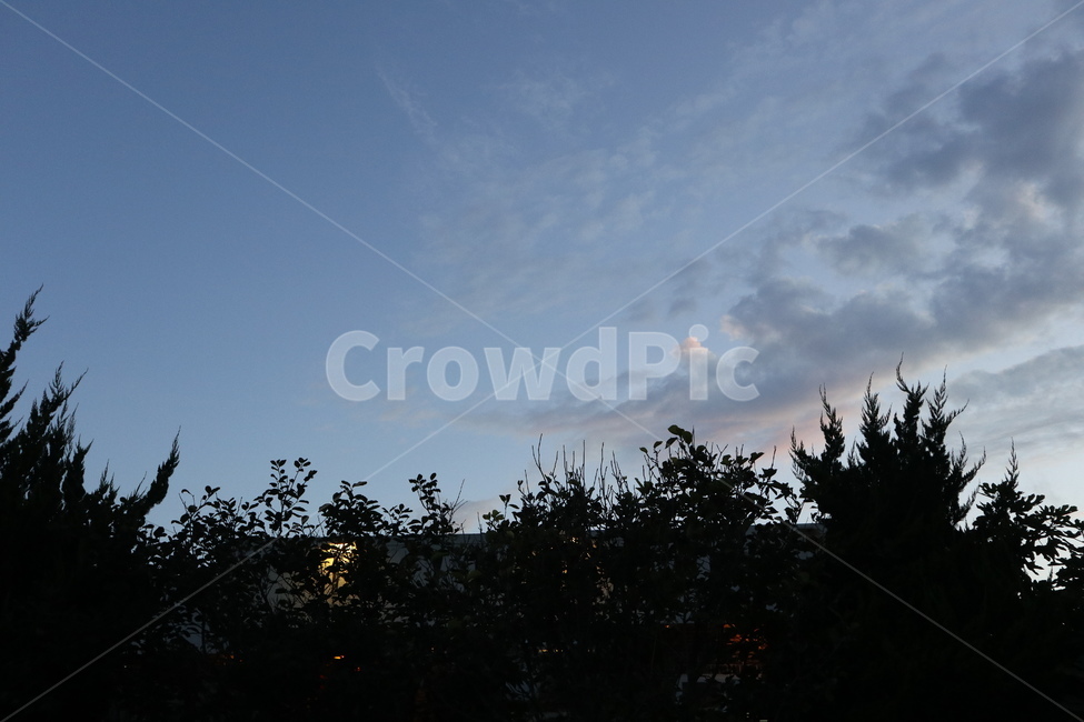하늘,나무,구름,낮,식물