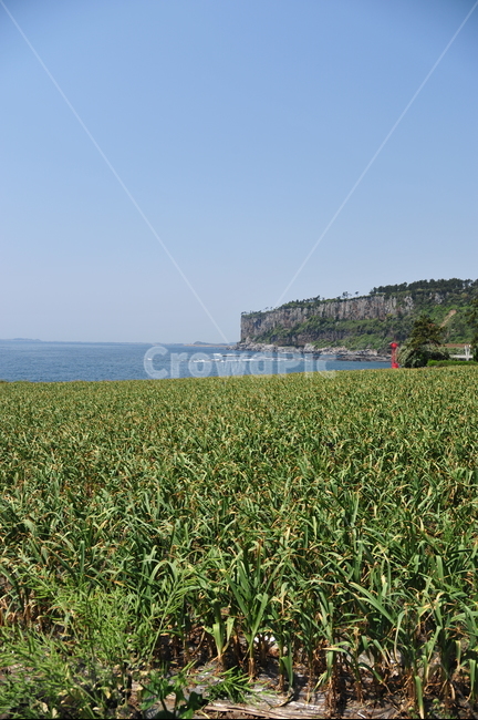 바다,하늘,제주도,청보리밭,박수기정,대평리바다,자연,풍경,nature,landscape,한국자연풍경,한국자연경관,korea nature landscape,제주도,jeju,jeju island,outdoors,옥외,land,땅,plant,식물,vegetation,초목