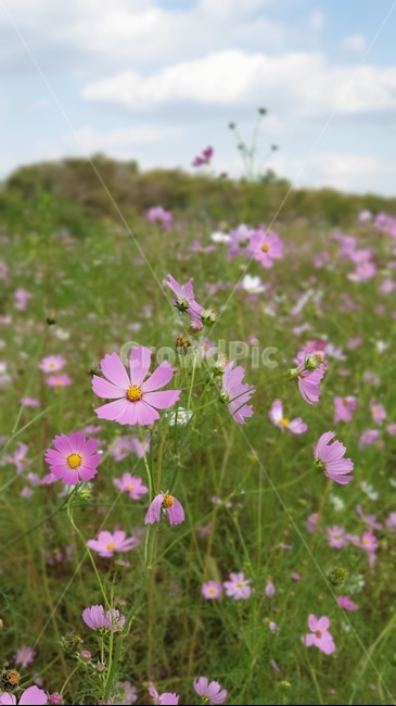 코스모스,가을,풍경,자연,공원,꽃,들,outdoors,countryside