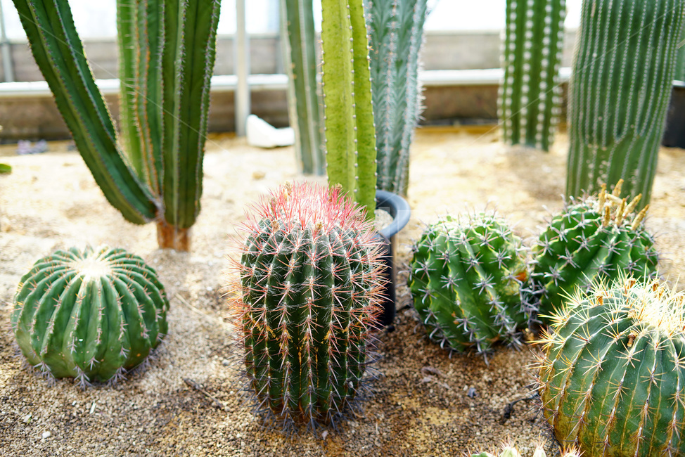 식물원,꽃집,꽃식물원,선인장,화훼,식물,자연,plants,nature