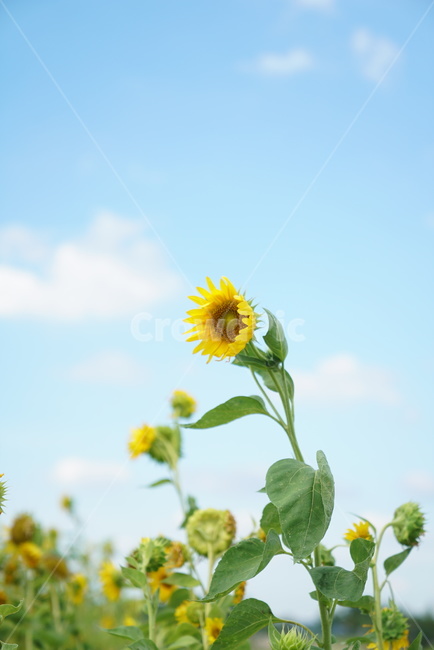 해바라기,풍경,식물,자연,하늘,flower,꽃,blossom,plant